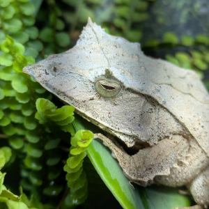 Solomon Island Leaf Frog