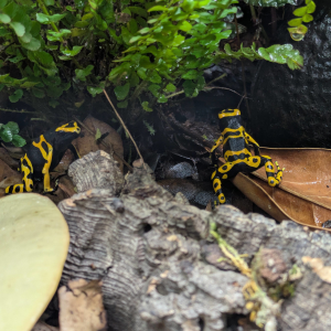 Dendrobates leucomelas 'standard'