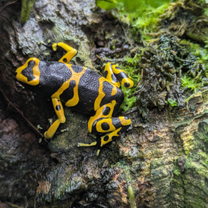 Dendrobates leucomelas 'standard'