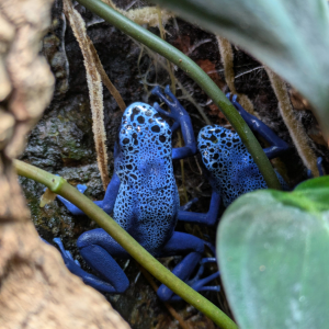 Dendrobates tinctorius 'azureus'