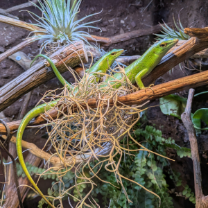Emerald Tree Skink