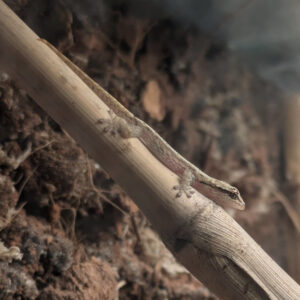 Mourning Gecko