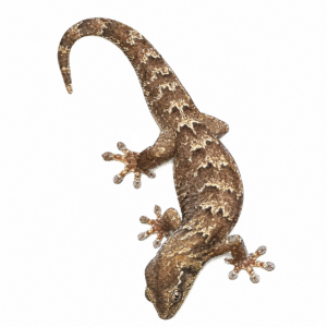 Mourning Gecko
