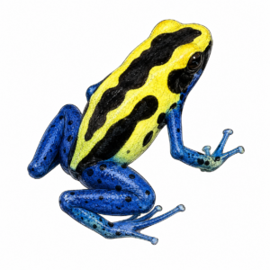 Dendrobates tinctorius 'Patricia'