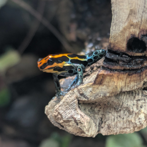 Ranitomeya amazonica 'Iquitos'