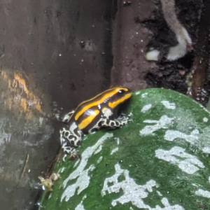 Ranitomeya sirensis 'orange'