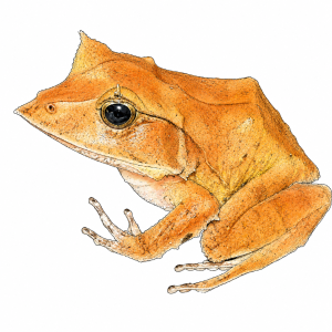 Solomon Island Leaf Frog