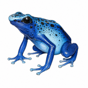 Dendrobates tinctorius 'azureus'