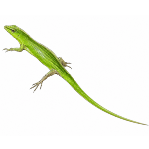 Emerald Tree Skink (Solomon Island Green)