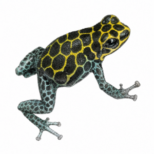 Ranitomeya imitator 'Tarapoto'