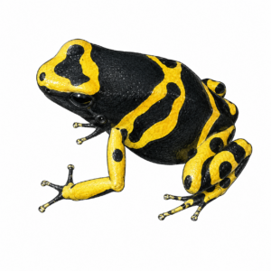Dendrobates leucomelas 'standard'