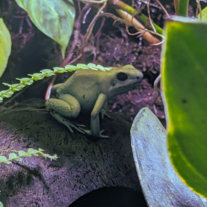 Phyllobates terribilis 'mint'
