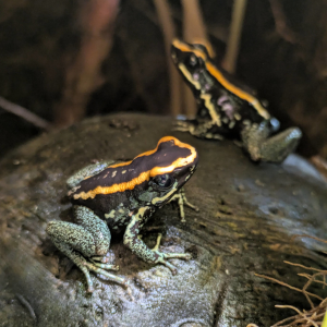 Phyllobates vittatus