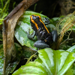 Phyllobates vittatus
