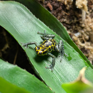 Ranitomeya imitator 'Tarapoto'