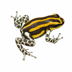 Ranitomeya sirensis 'orange'