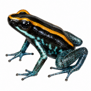 Phyllobates vittatus