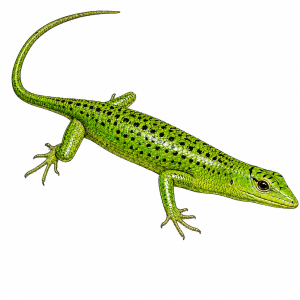 Emerald Tree Skink (Indonesian Black-spotted)