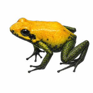 Phyllobates bicolor