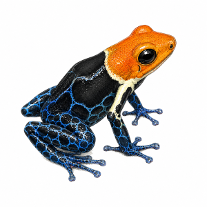Ranitomeya fantastica 'True Nominal'