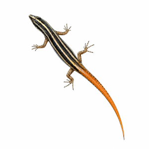 Lipinia microcerca